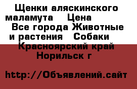 Щенки аляскинского маламута  › Цена ­ 15 000 - Все города Животные и растения » Собаки   . Красноярский край,Норильск г.